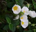 Cistus salvifolius